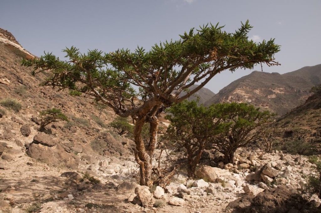 Frankincense: An Ancient Treasure With Powerful Medicinal Benefits